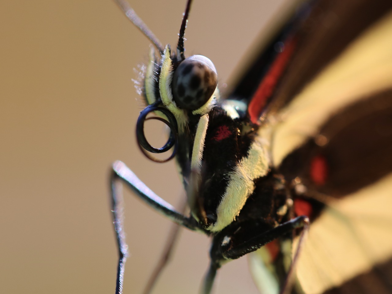 insect  fly  wing free photo