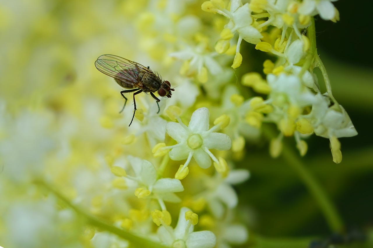 insect  fly  elderflower free photo