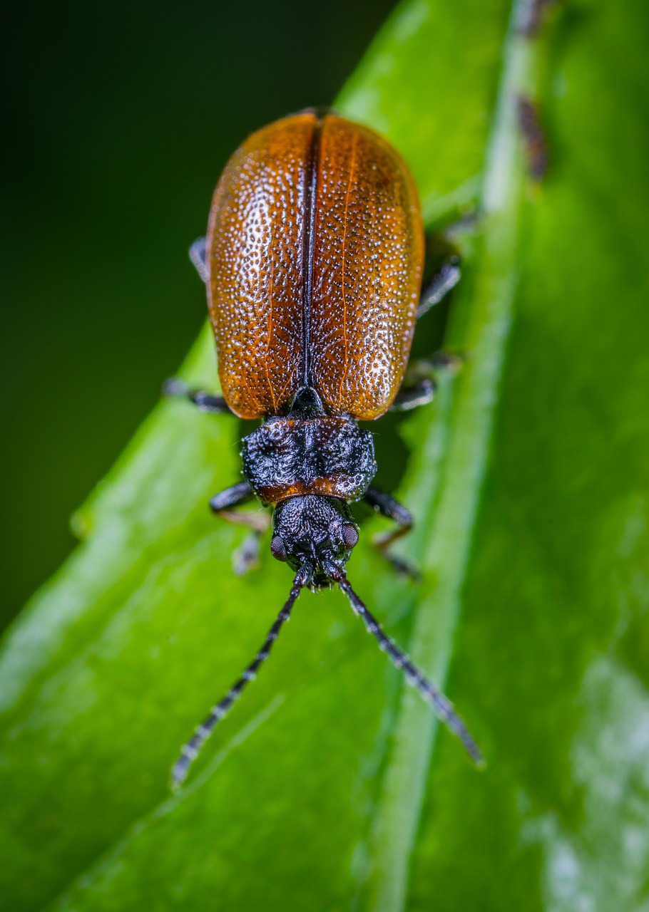 insect  macro  beetle free photo