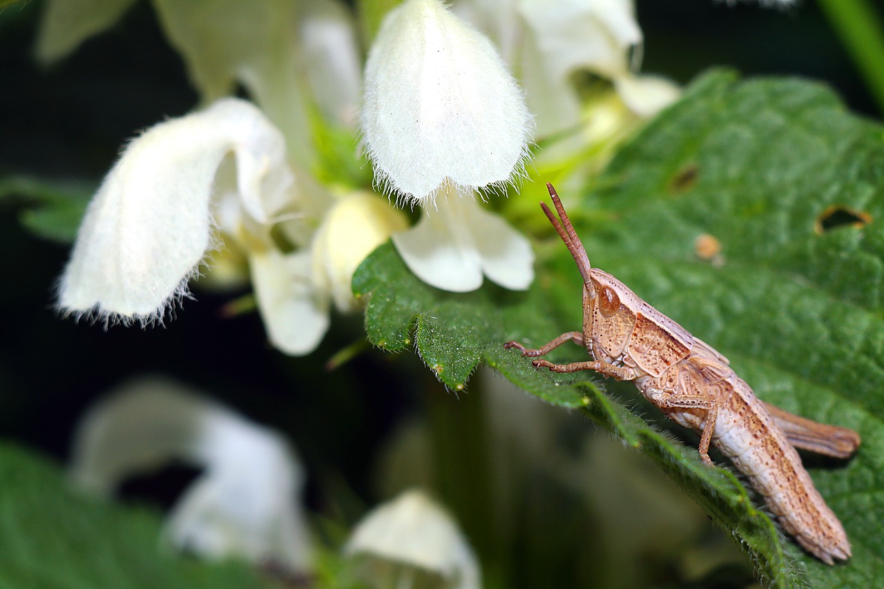 insect  grasshopper  macro free photo