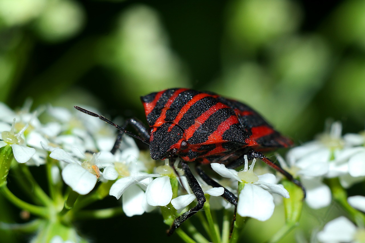 insect  pluskwiak  closeup free photo