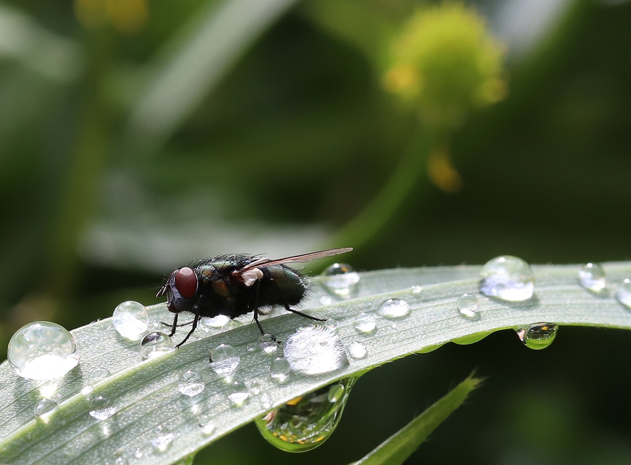 insect  fly  close up free photo