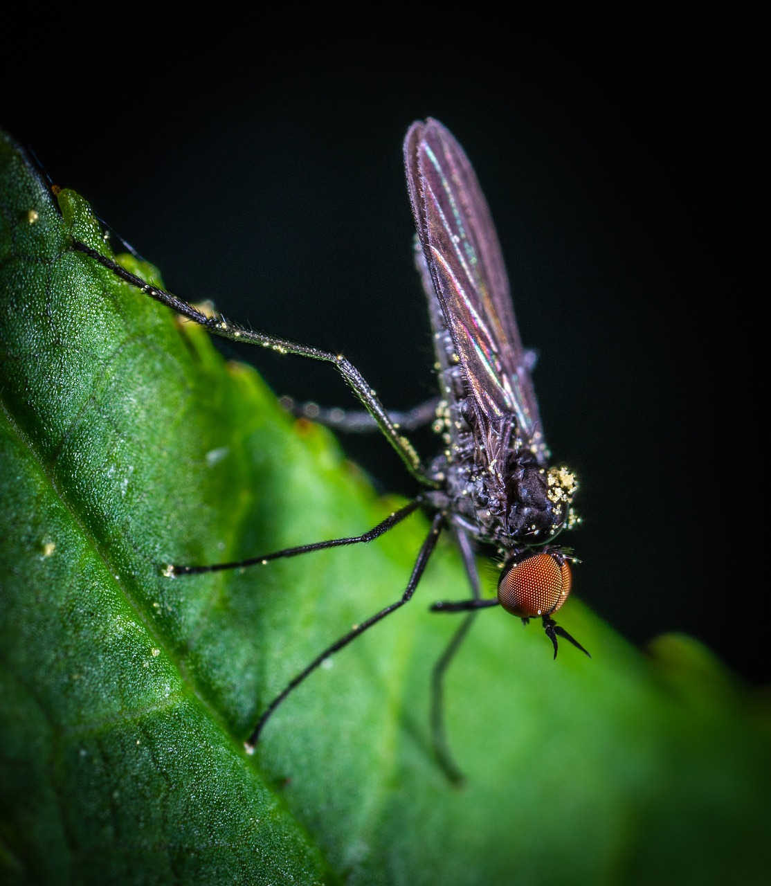 insect  fly  macro free photo