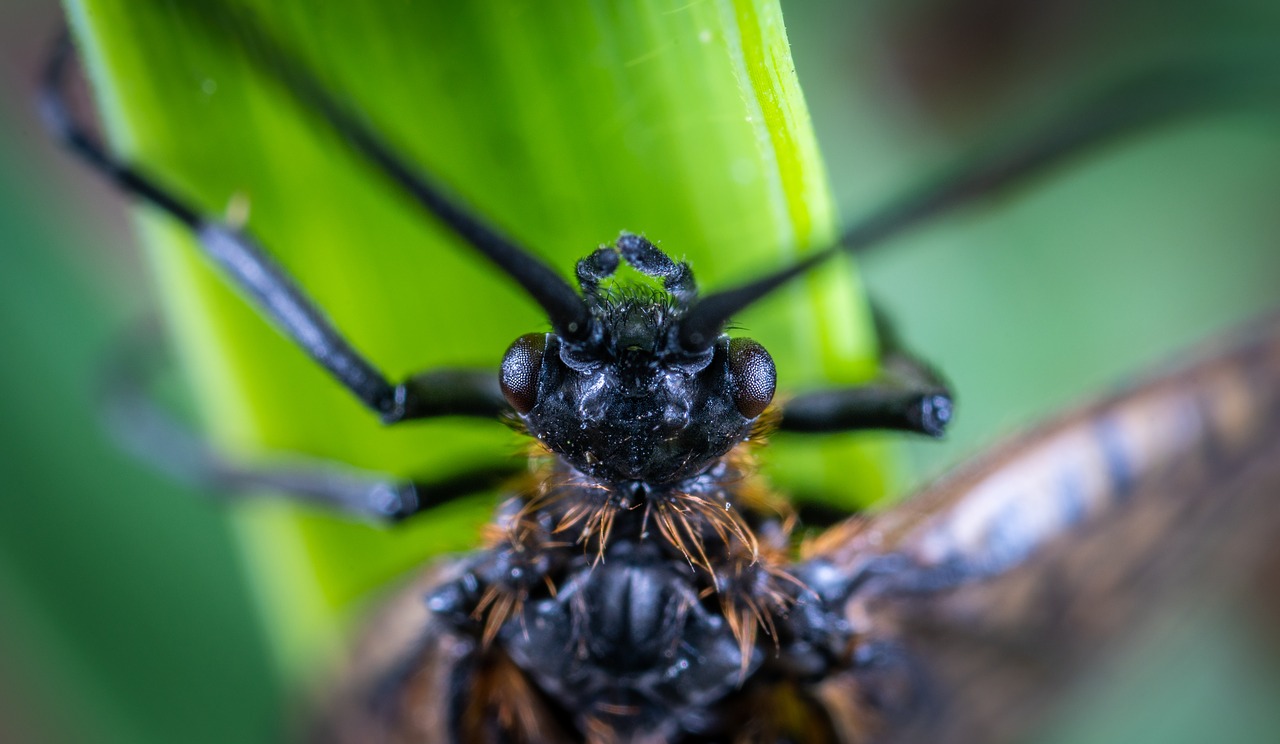 insect  portrait  macro free photo