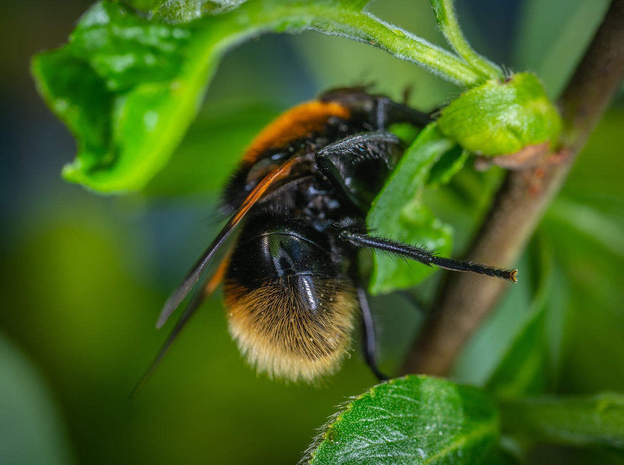 insect  fly  macro free photo