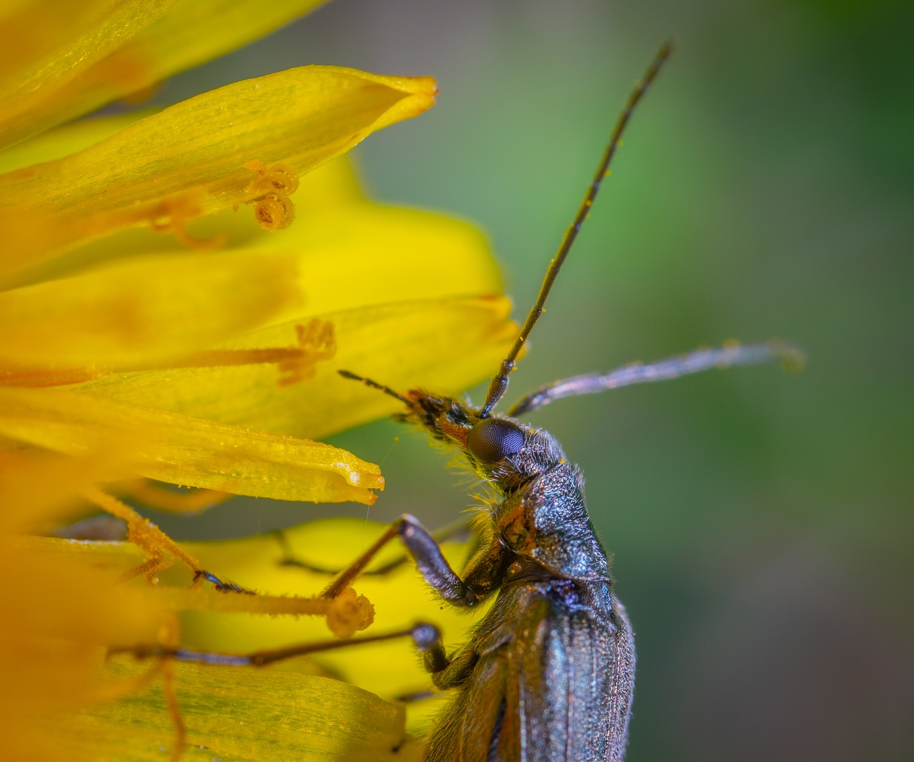 insect  macro  beetle free photo