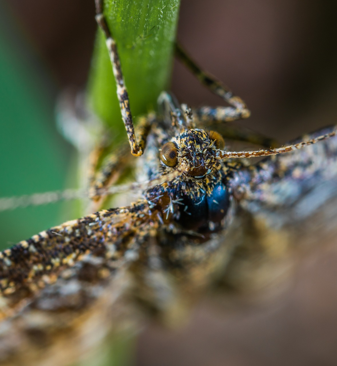 insect  macro  lepidoptera free photo