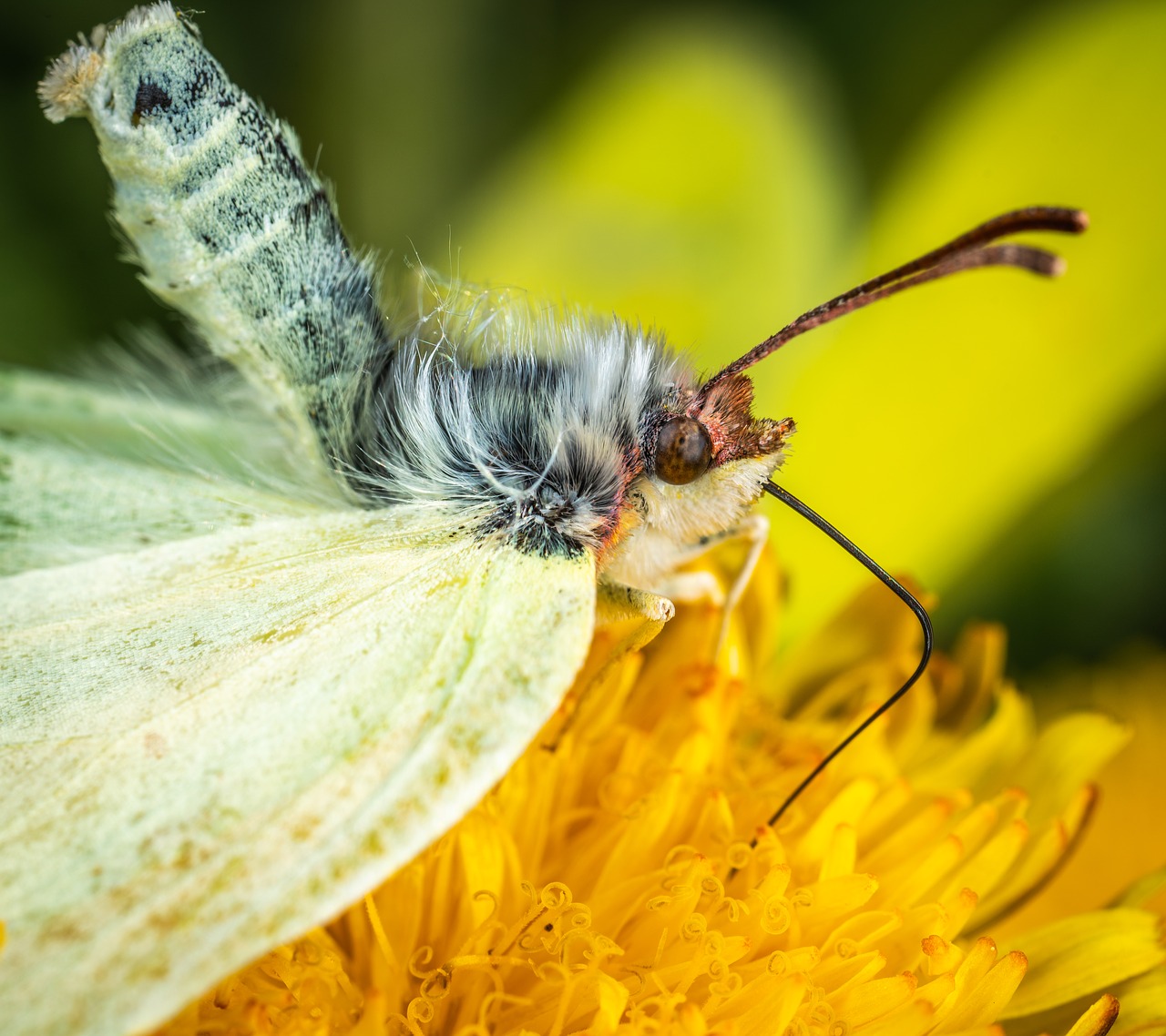 insect  macro  butterfly free photo