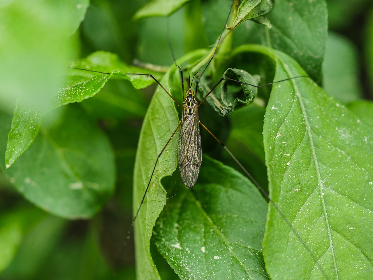 insect  schnake  leggy free photo