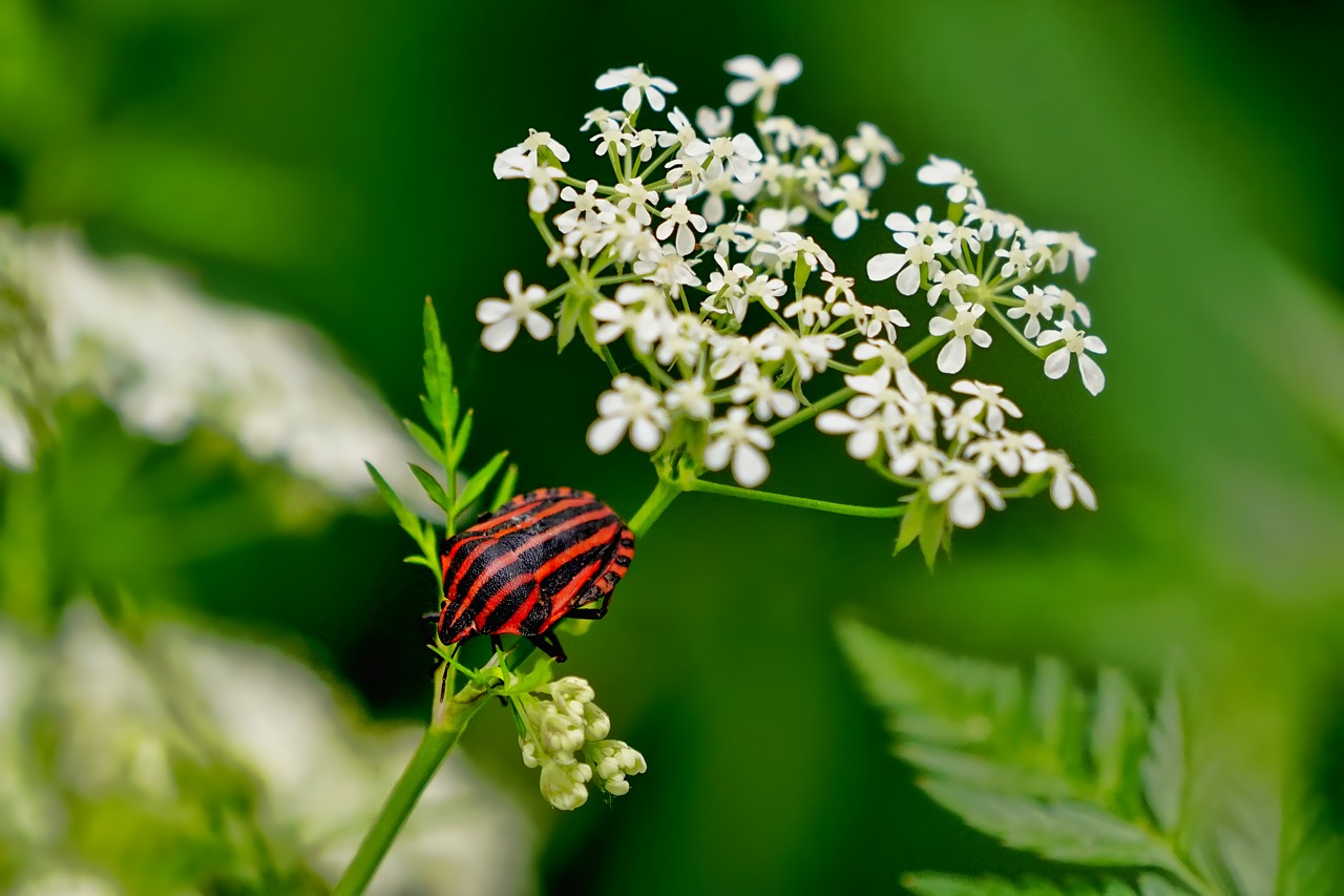 insect  strip bug  elder flower free photo