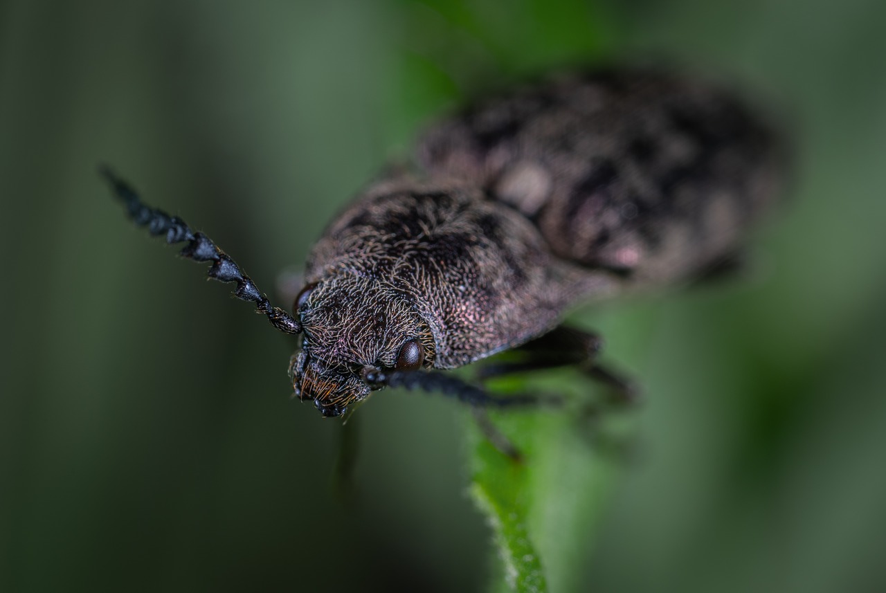 insect  beetle  macro free photo
