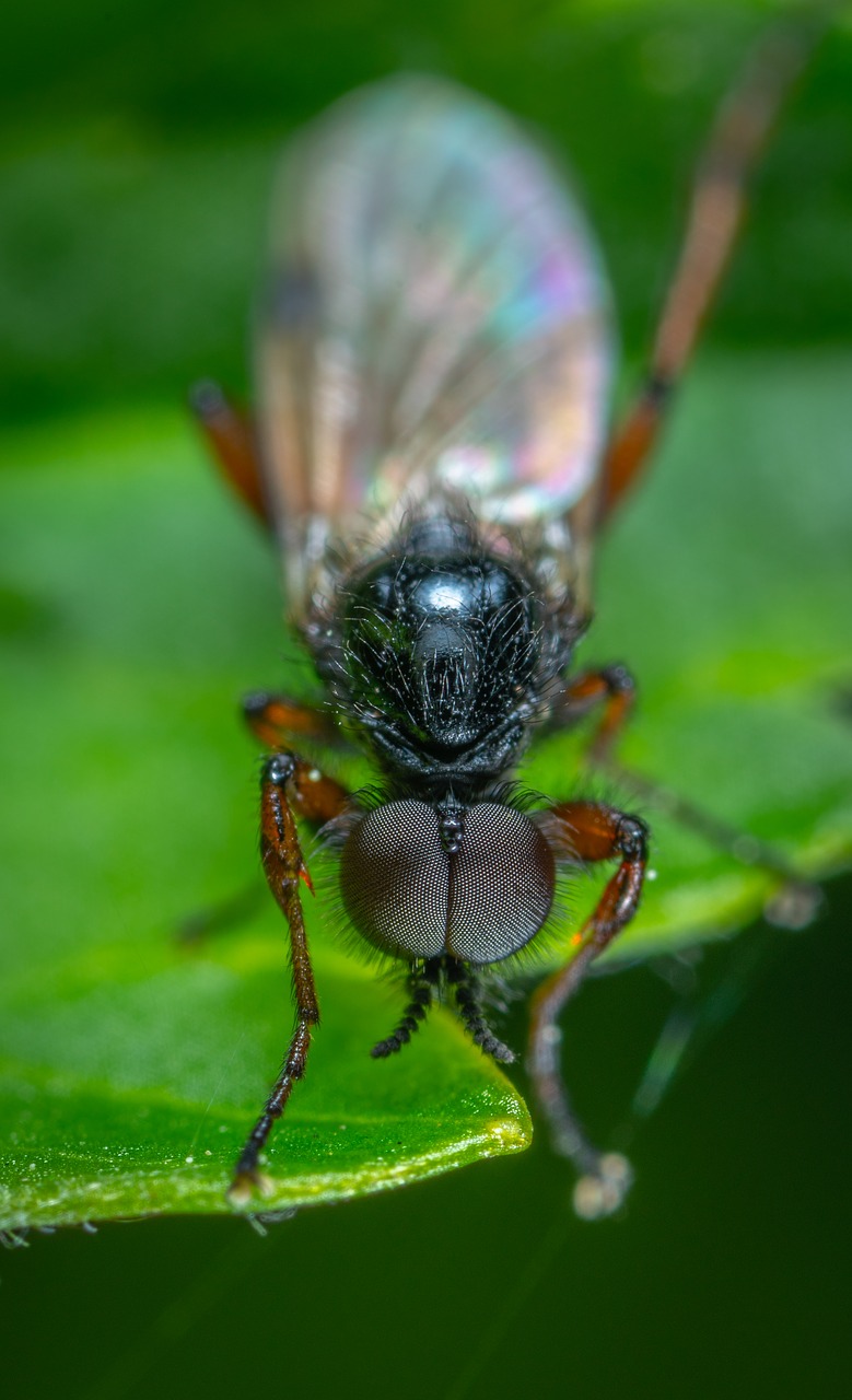 insect  macro  sheet free photo