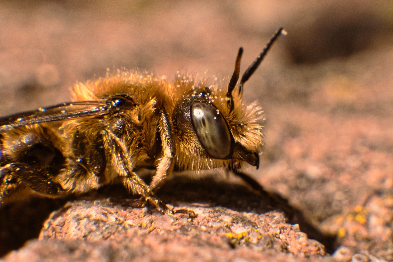 insect  macro  nature free photo