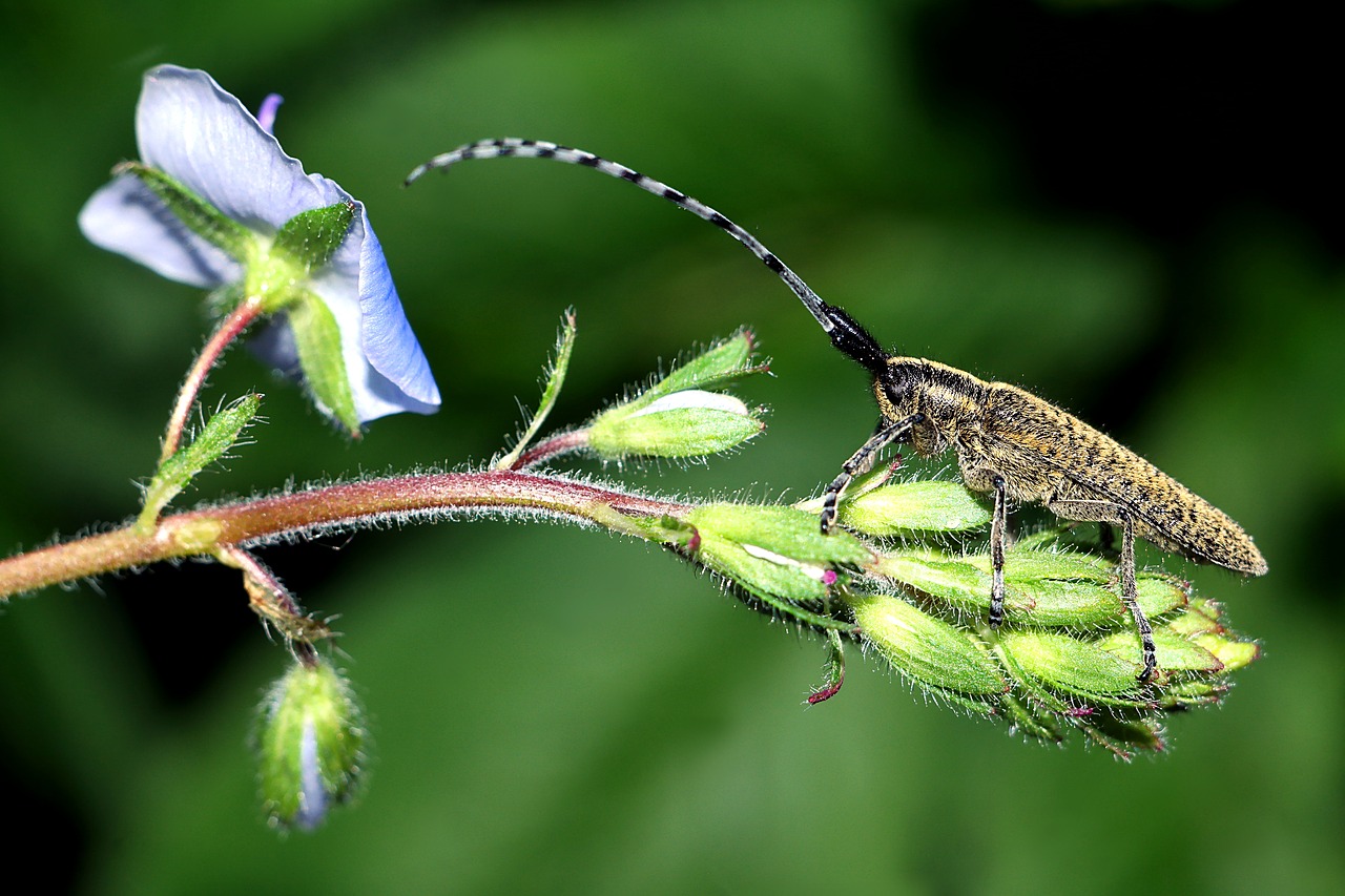 Насекомые растения. Insects on Plants. Как насекомые видят растения.