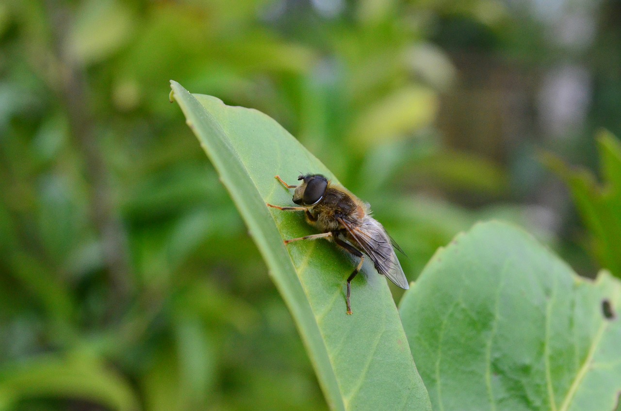 insect fly nahmaufnahme free photo