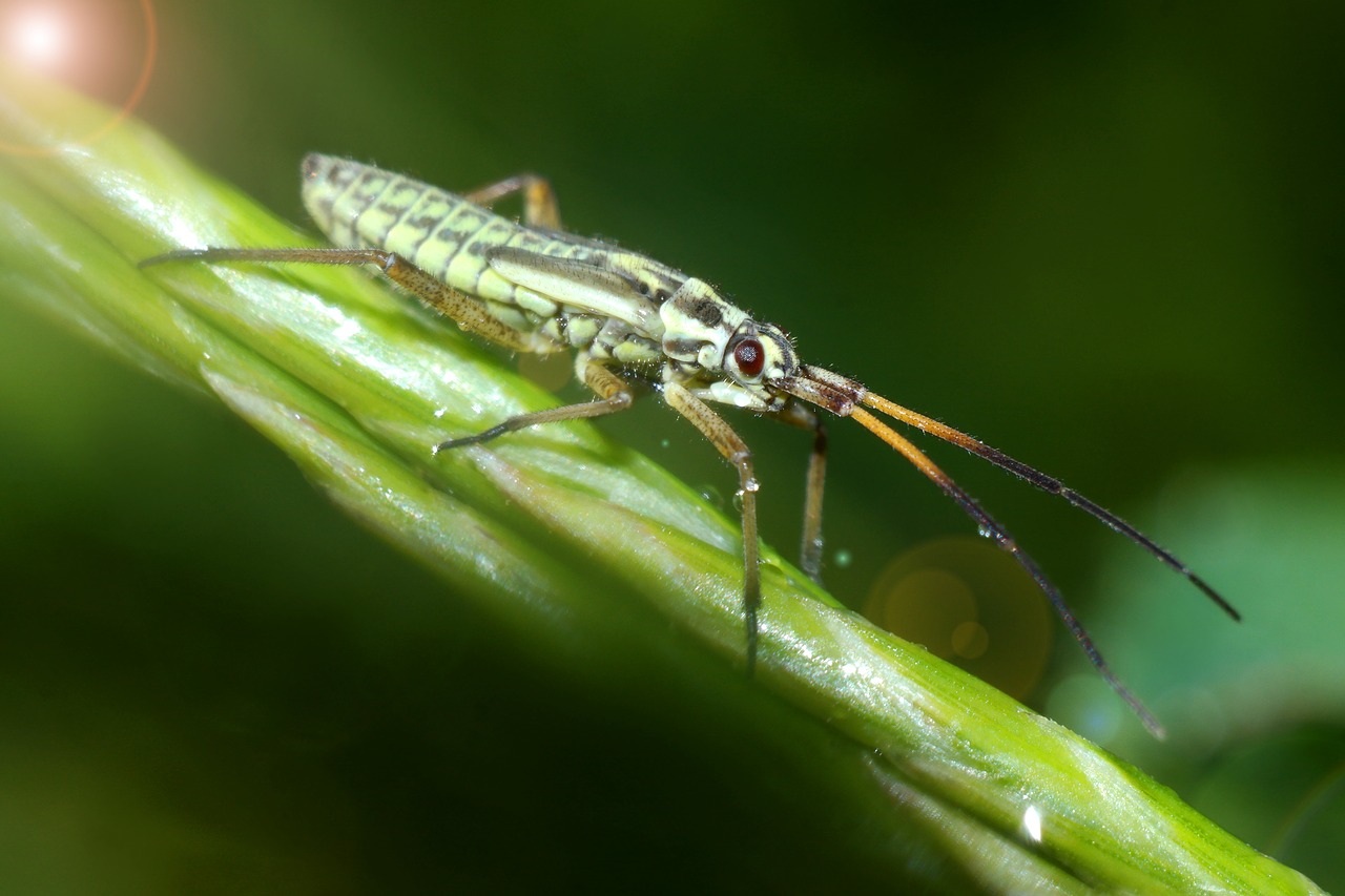 insect  macro  nature free photo