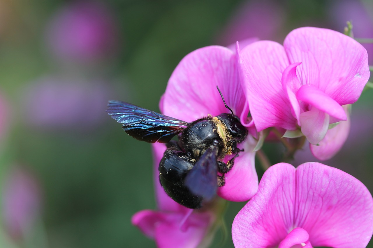 insect  carpenter bee free pictures free photo