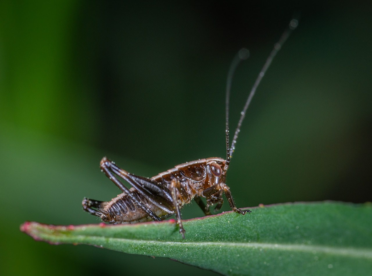 insect  grasshopper  sheet free photo