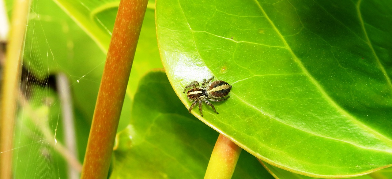 insect  garden  spider hunter free photo