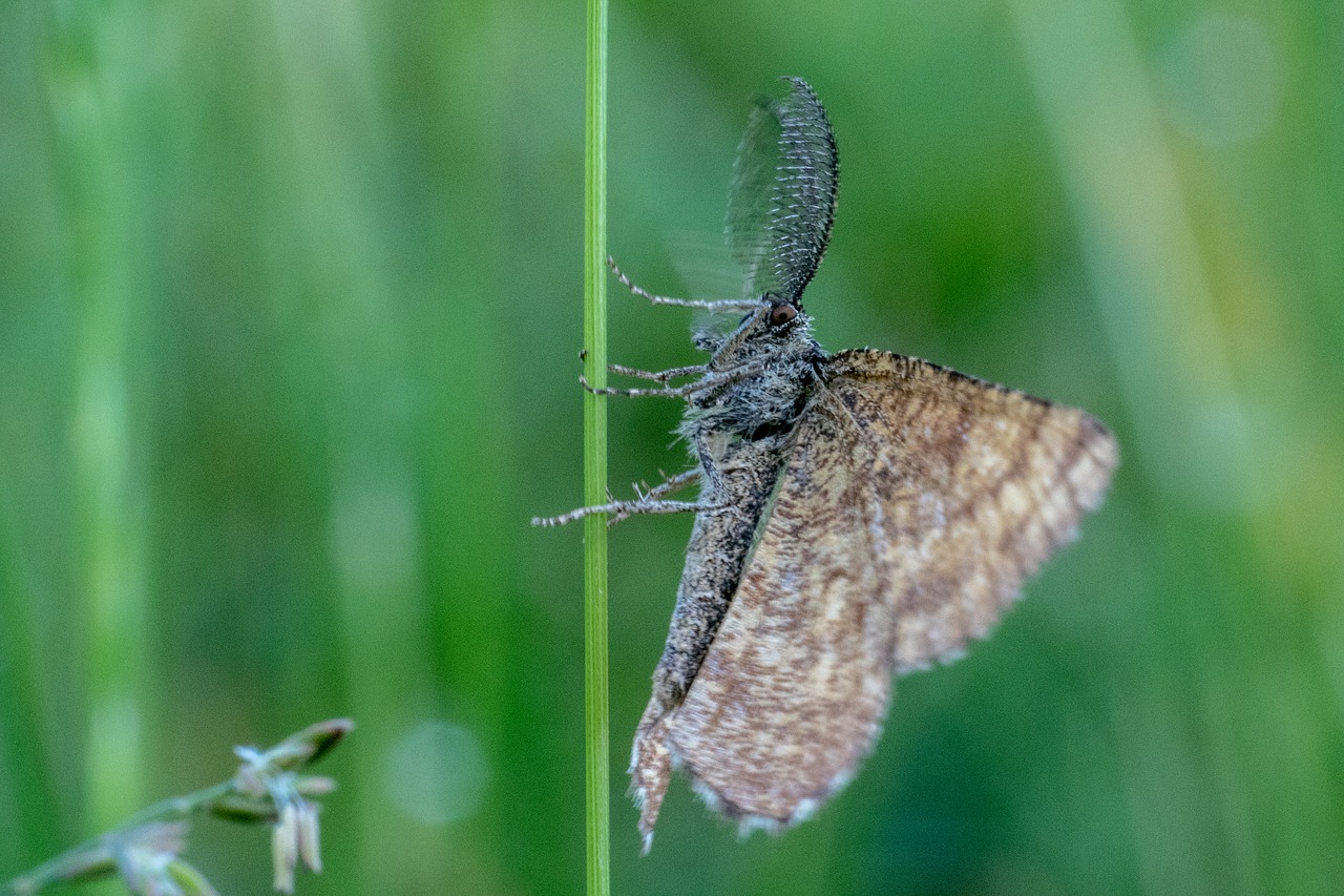 insect  grass  blades of grass free photo