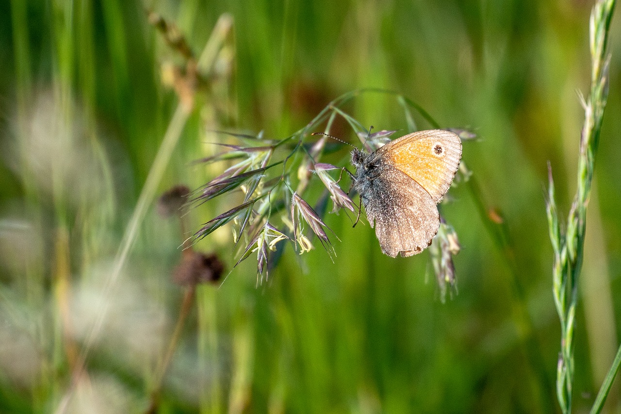 insect  grass  blades of grass free photo