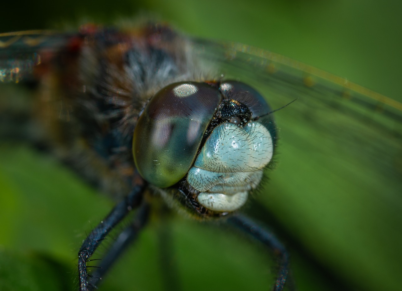 insect  macro  dragonfly free photo