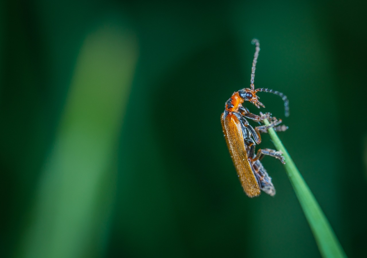 insect  macro  blade of grass free photo