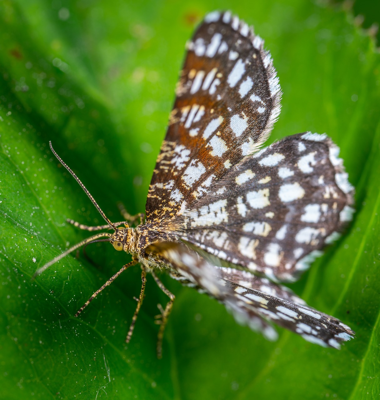 insect  macro  butterfly free photo