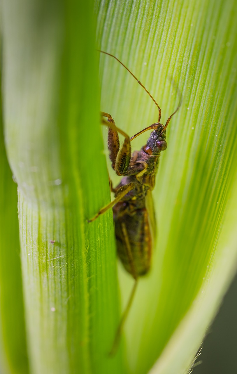 insect  macro  blade of grass free photo