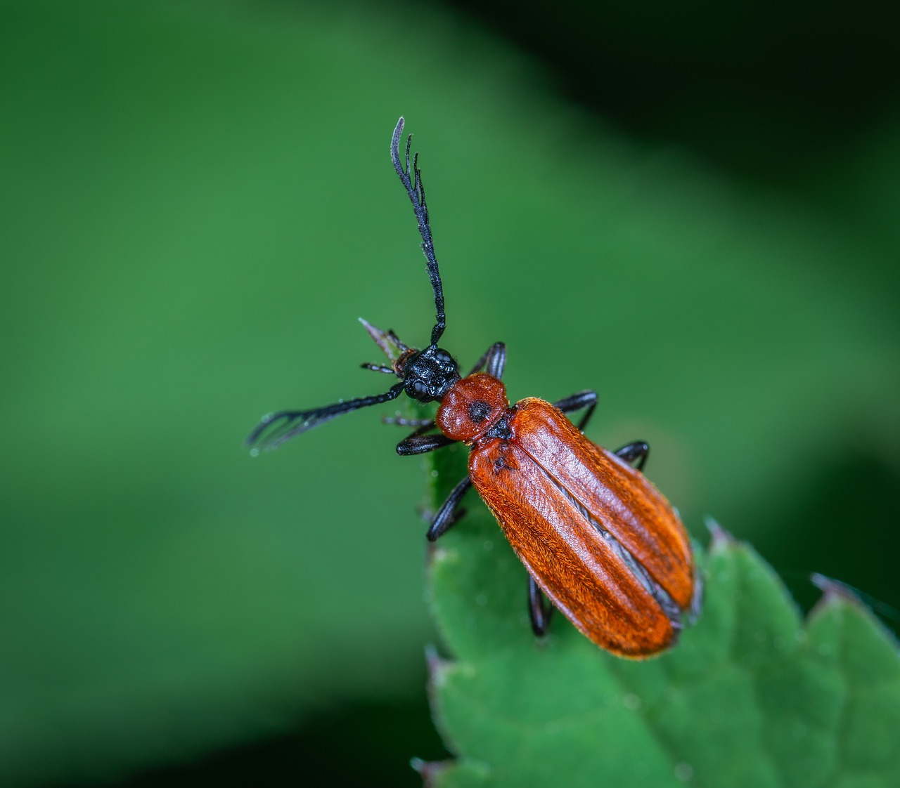 insect  macro  beetle free photo