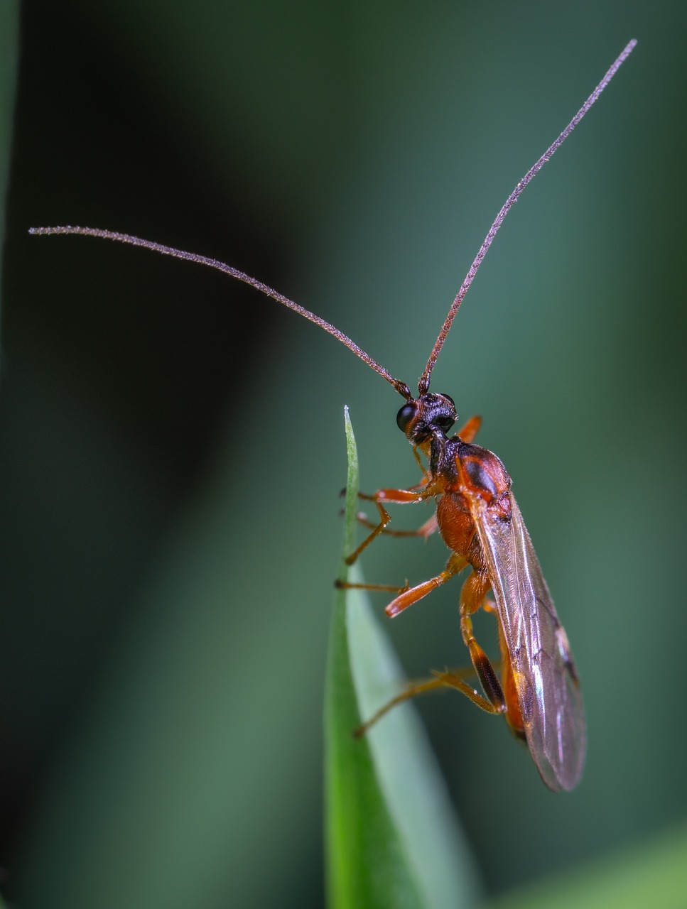 insect  macro  sheet free photo