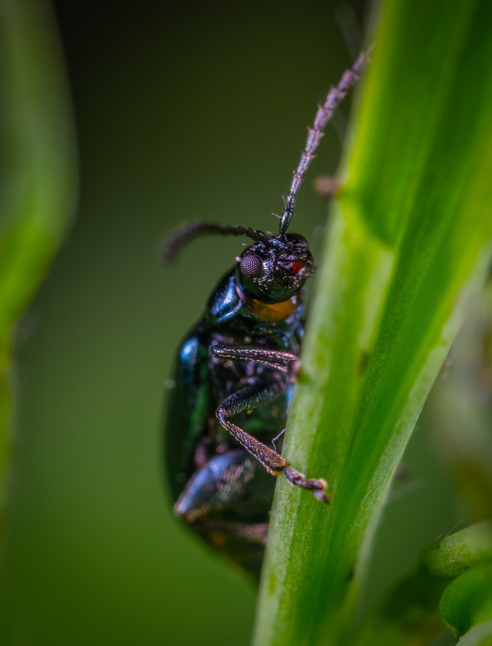 insect  macro  beetle free photo