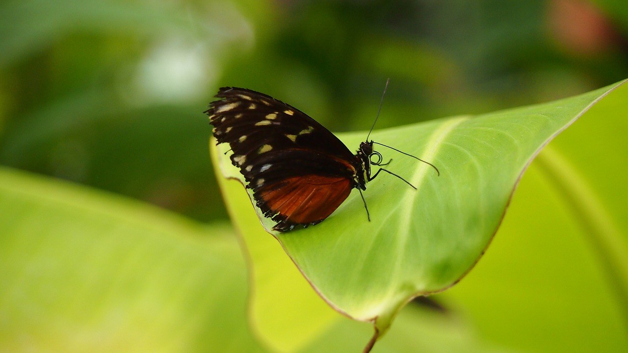 insect  nature  butterfly free photo