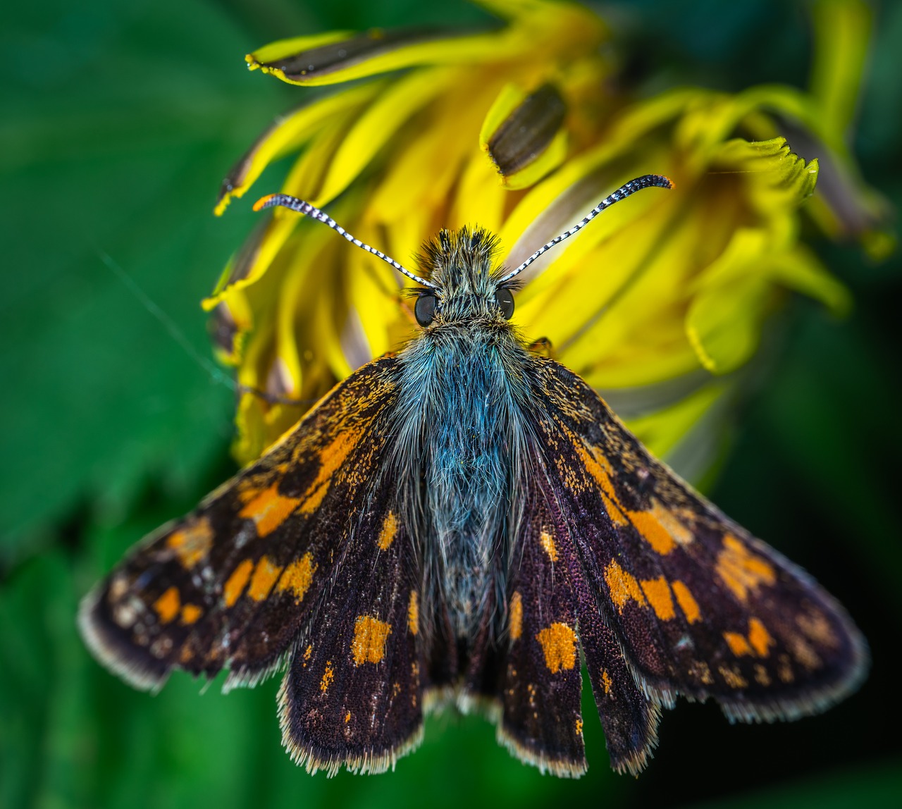 insect  macro  butterfly free photo