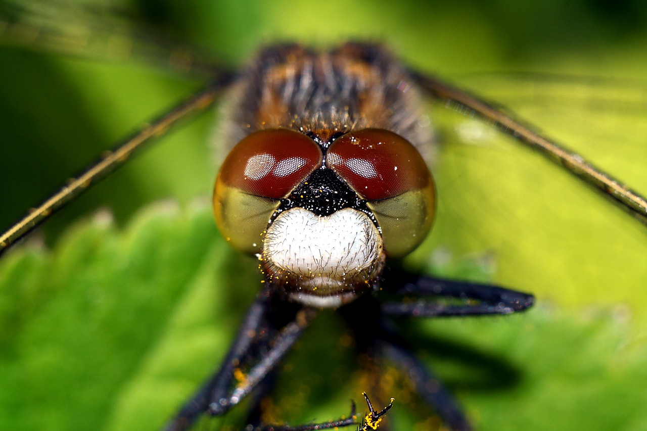 insect  macro  dragonflies free photo