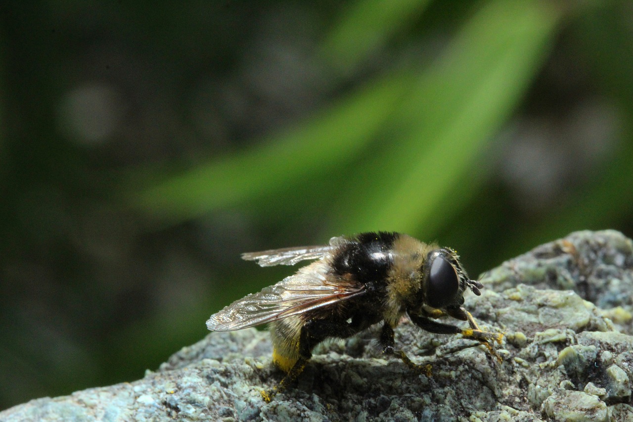 insect  bee  pollination free photo