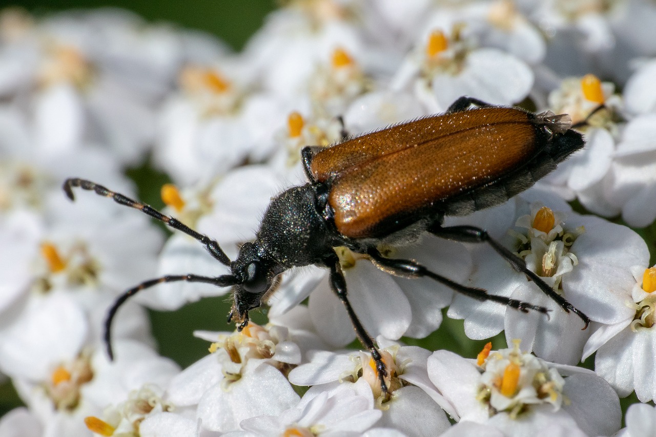 insect  blossom  bloom free photo