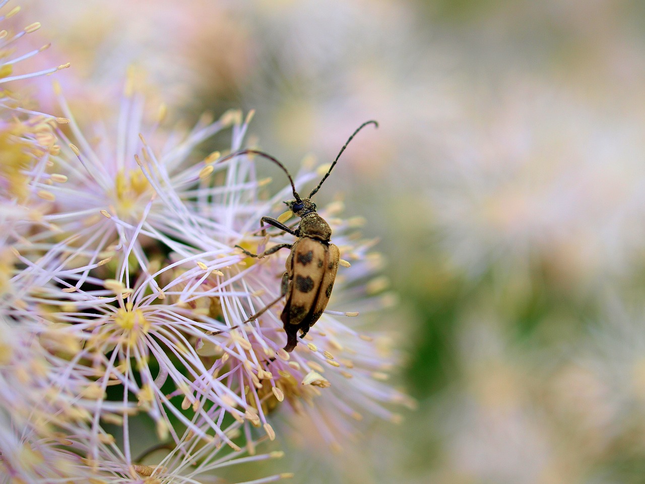 insect  beetle  flower free photo