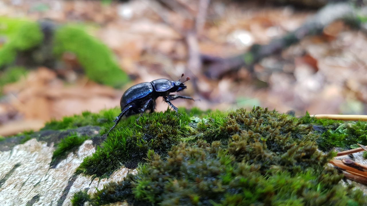 insect  forest  nature free photo