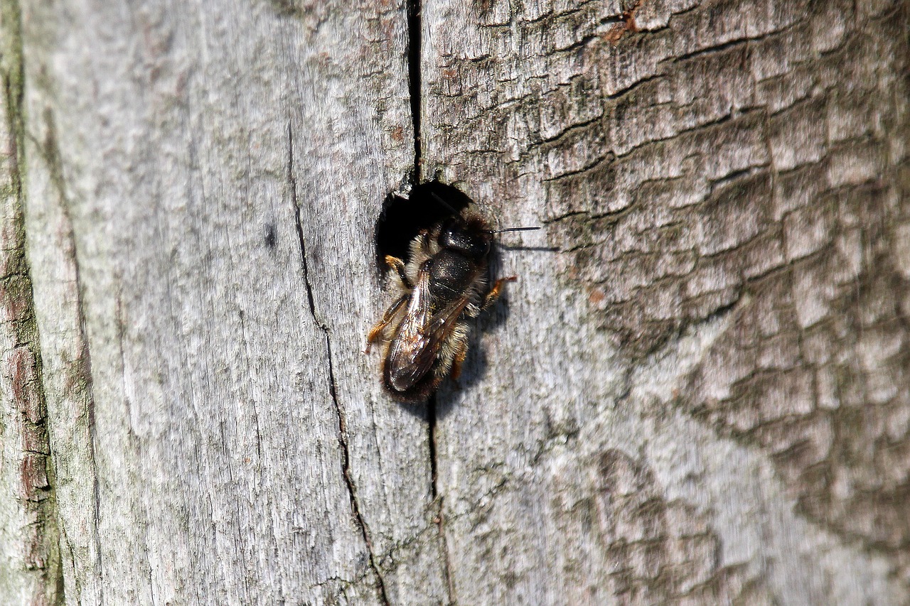 insect  flying  hole free photo