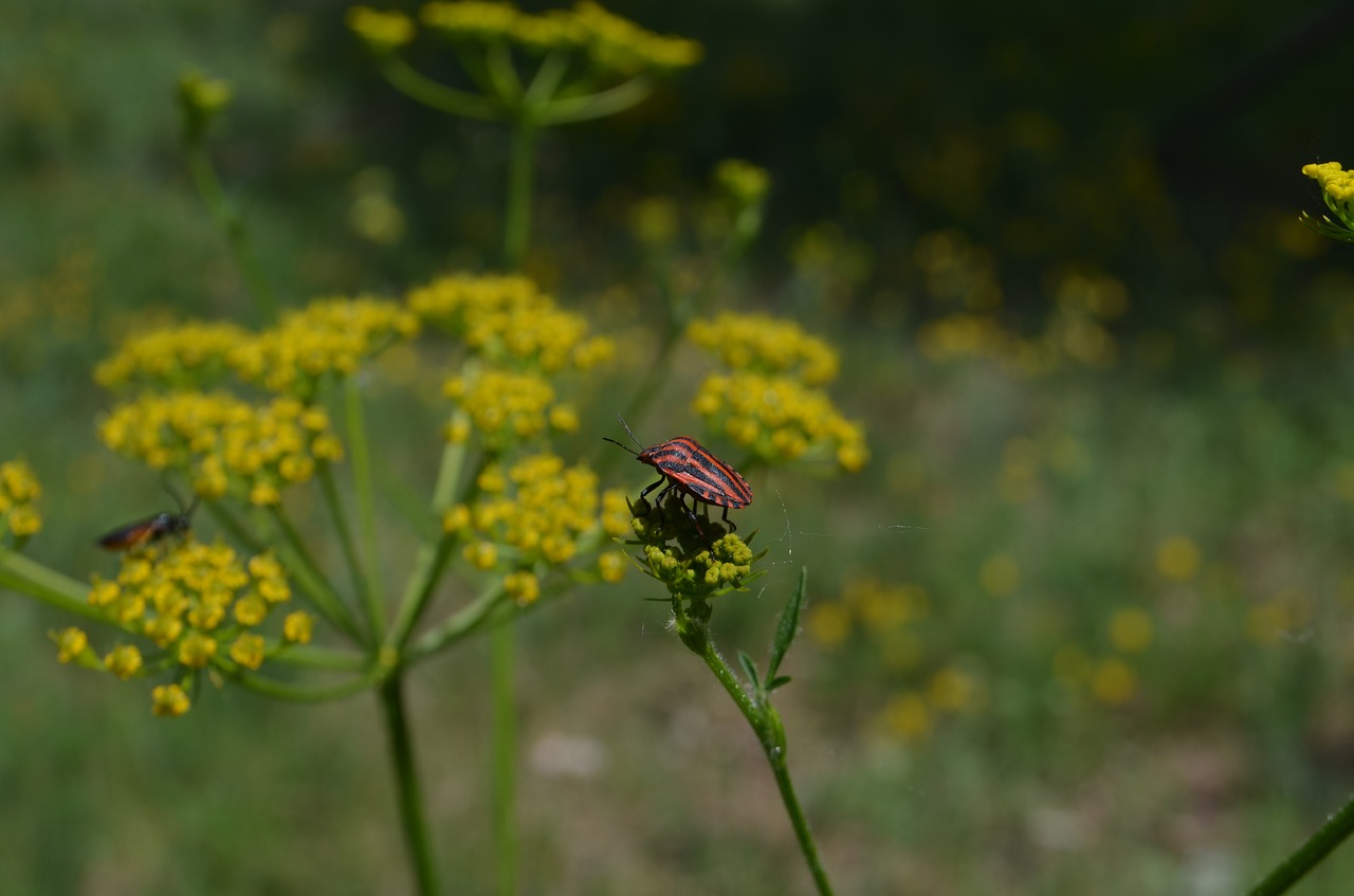 insect  nature  beautiful free photo