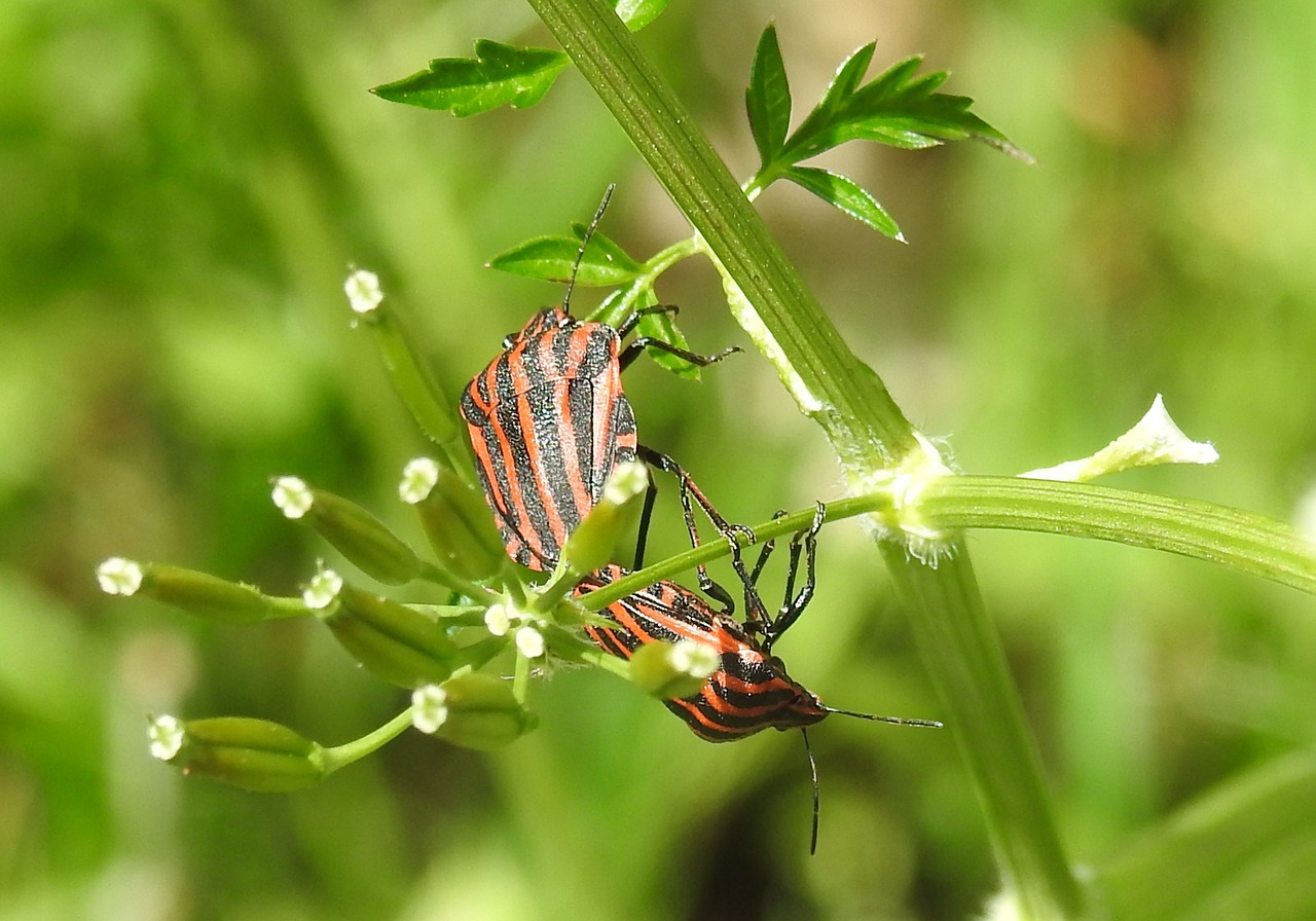 insect  nature  bug free photo