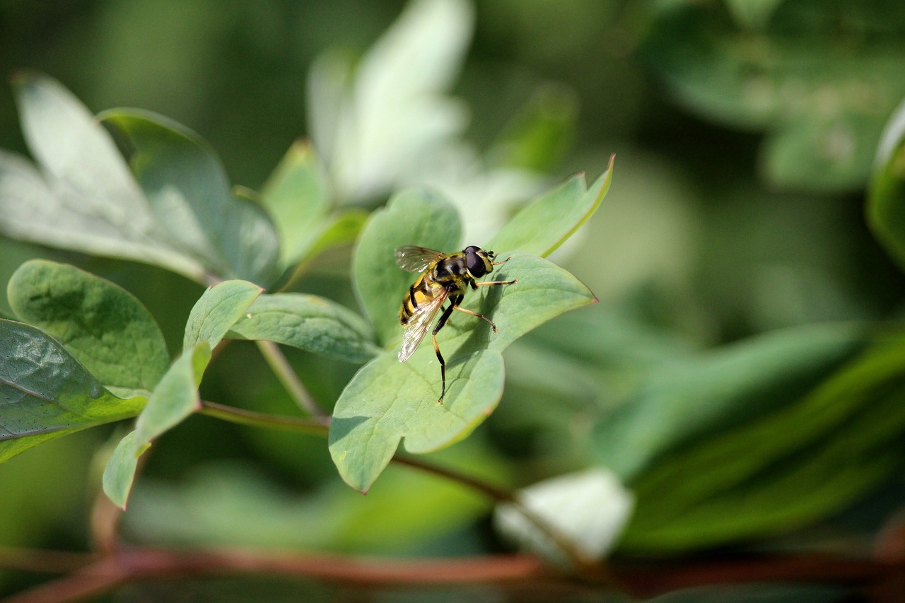 insect  nature  animal free photo