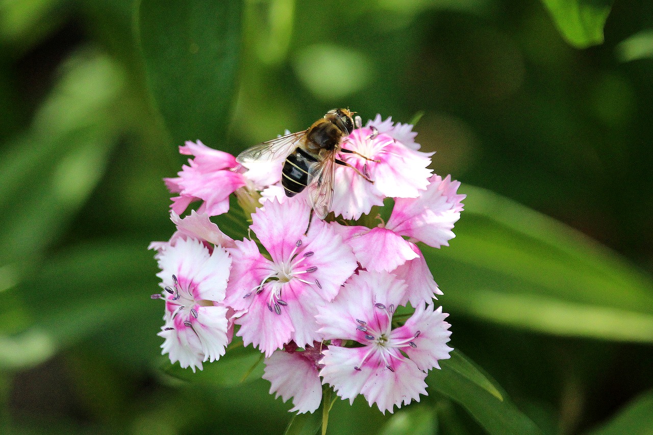 insect  flower  nature free photo