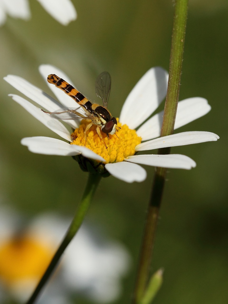 insect  hoverfly  marguerite free photo