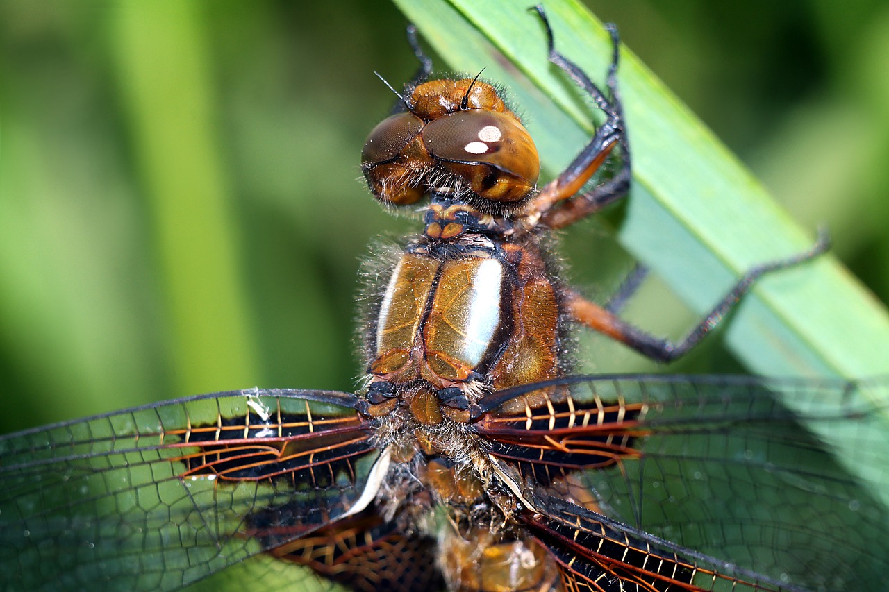 insect  ważka  macro free photo