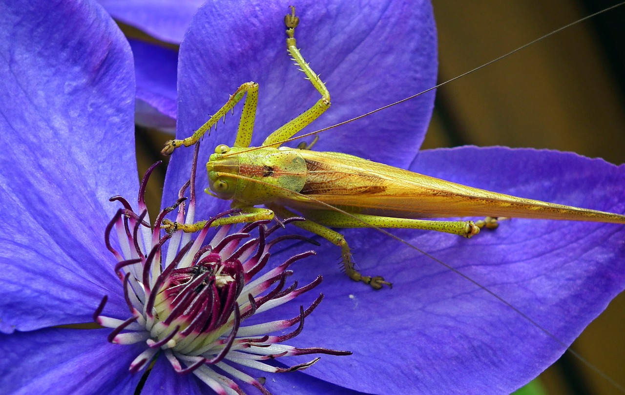 insect  grasshopper  macro free photo