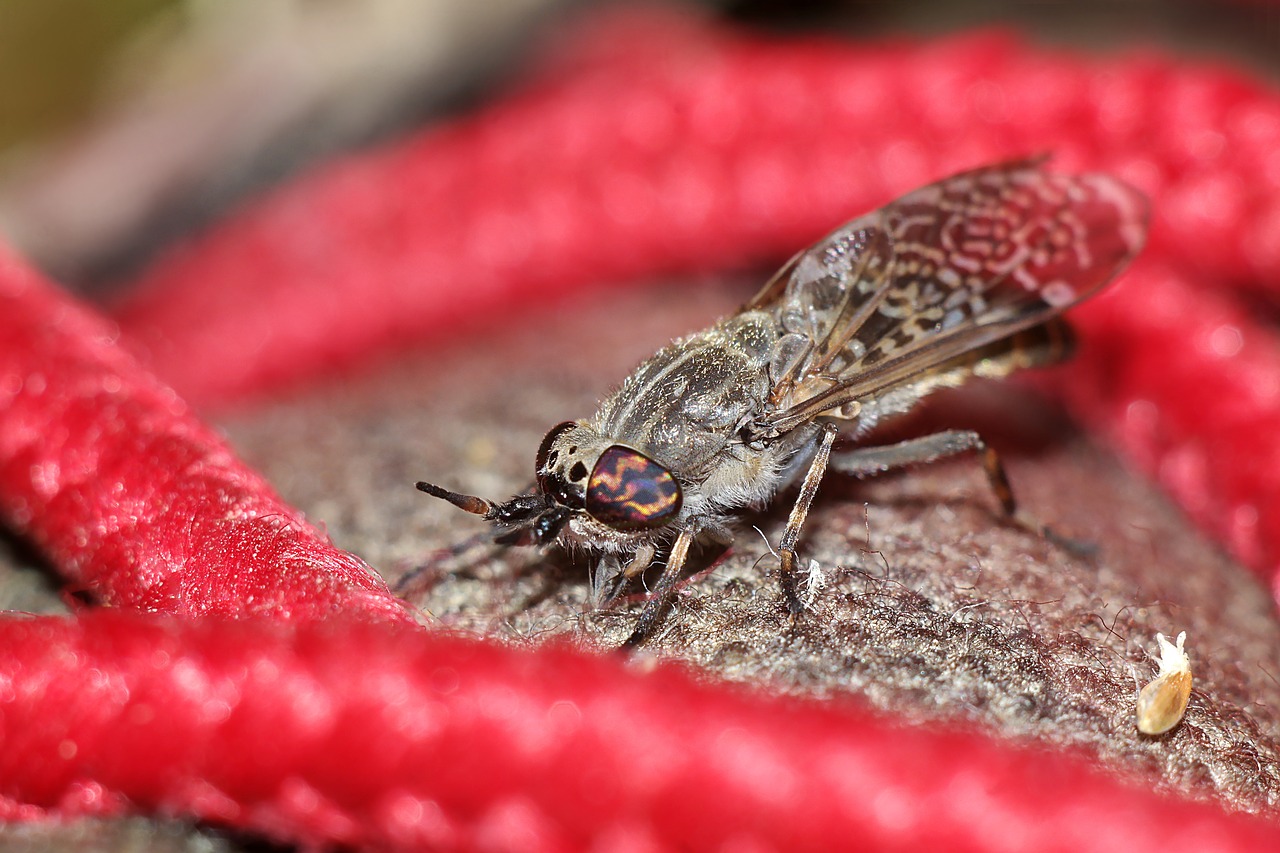 insect  macro  winged insects free photo