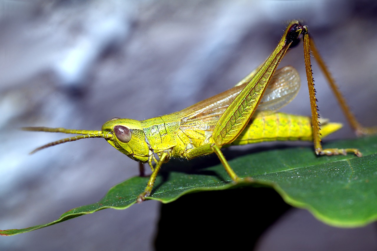 insect  grasshopper  macro free photo