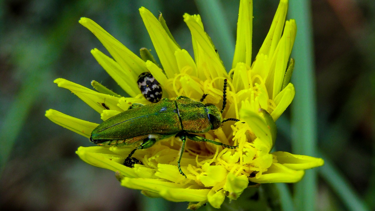 insect  yellow flower  yellow free photo